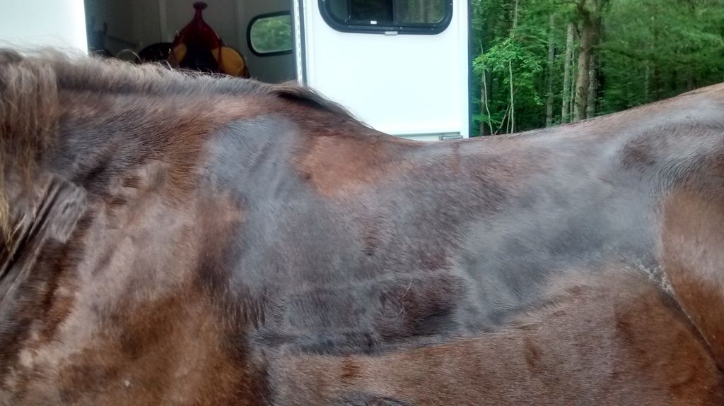 Two Different Saddles, Two Different Sweat Patterns The Horse Forum